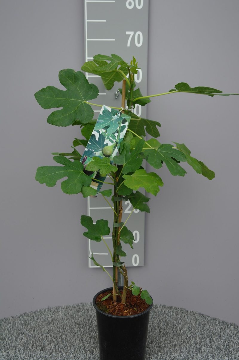 Ficus Carica 'Brown Turkey'