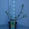 Ficus Carica 'Brown Turkey'