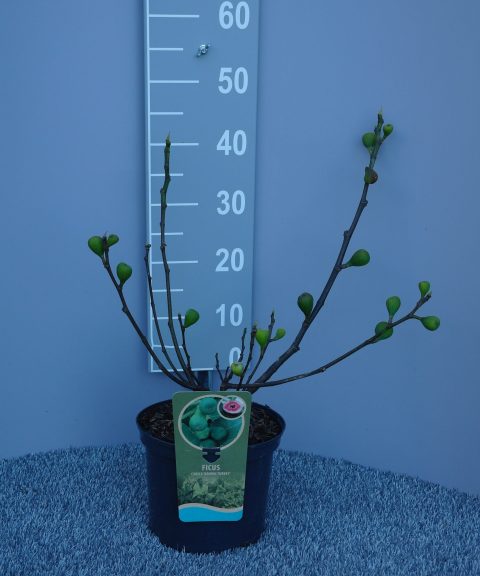 Ficus Carica 'Brown Turkey'