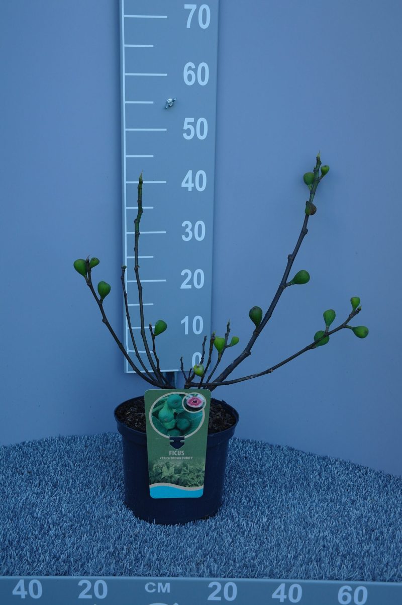 Ficus Carica 'Brown Turkey'