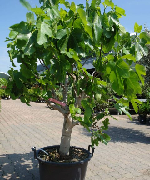 Ficus Carica