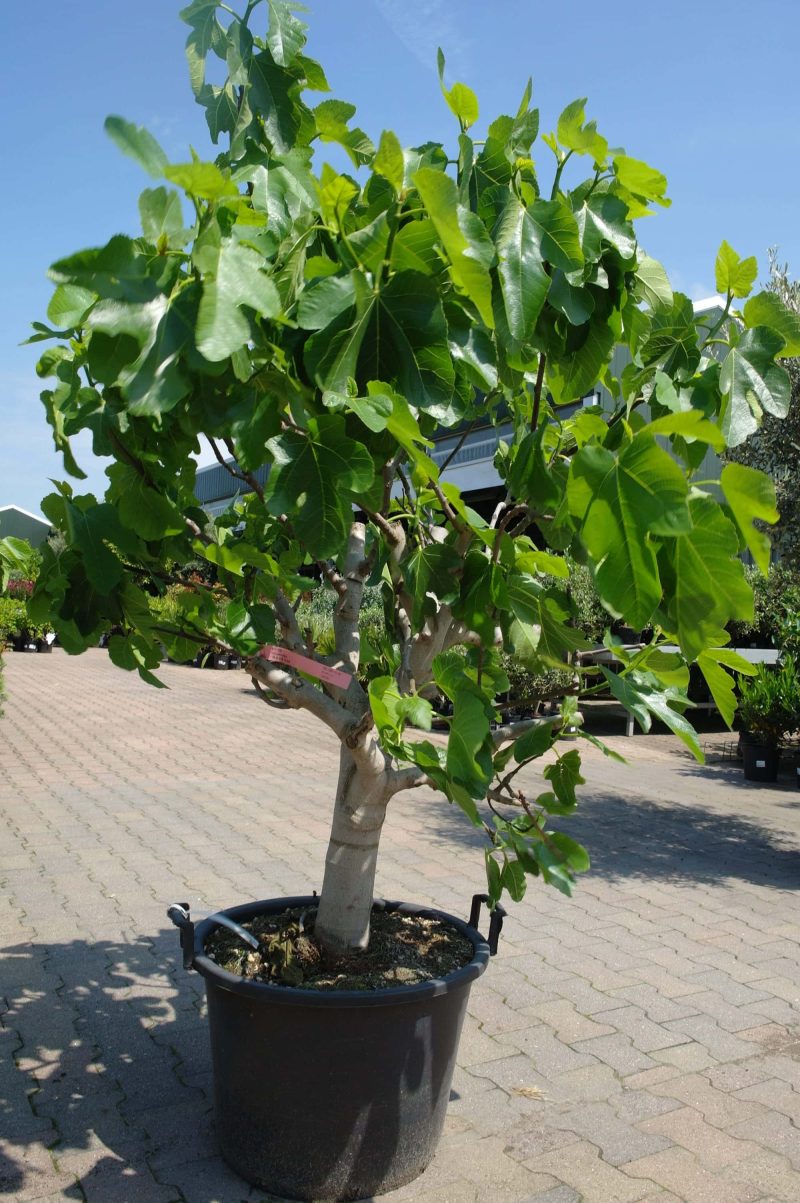 Ficus Carica