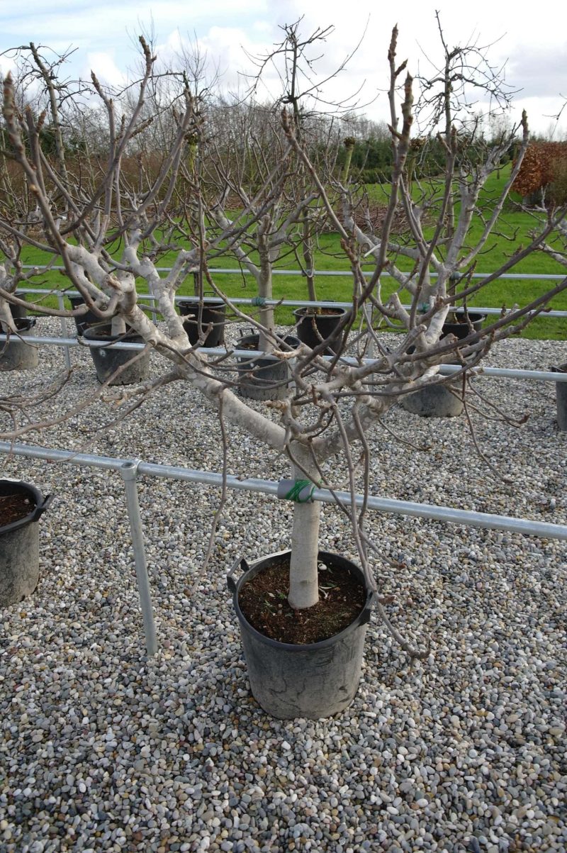Ficus Carica - Afbeelding 4