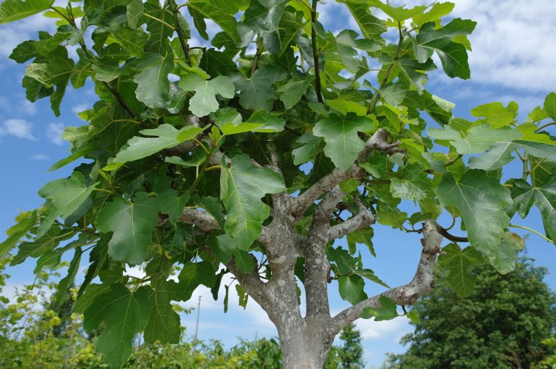 Ficus Carica - Afbeelding 4