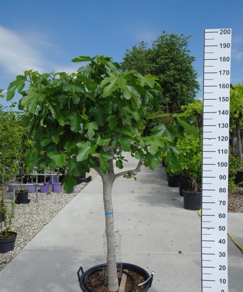 Ficus Carica