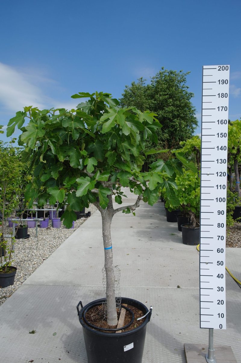 Ficus Carica