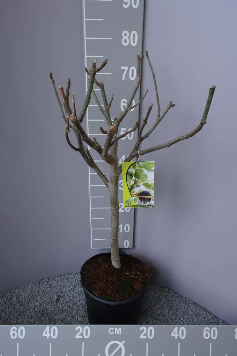 Ficus Carica stam 10 liter - Afbeelding 2