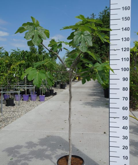 Ficus Carica