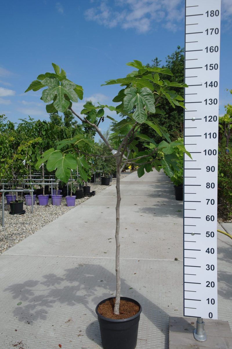 Ficus Carica
