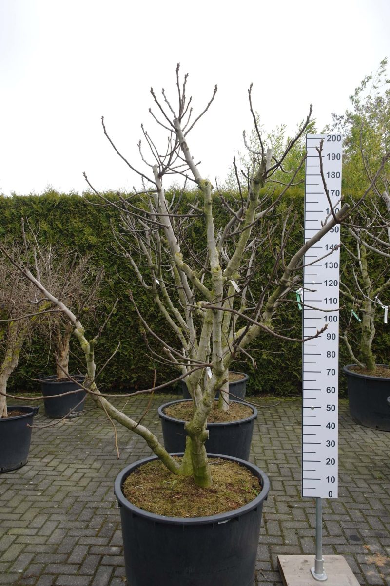 Ficus Carica multistam