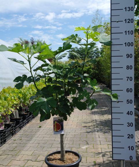 Ficus Carica