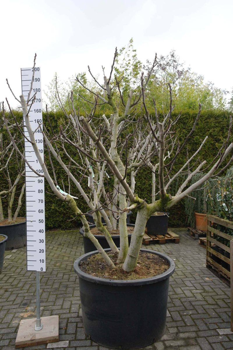 Ficus Carica multistam