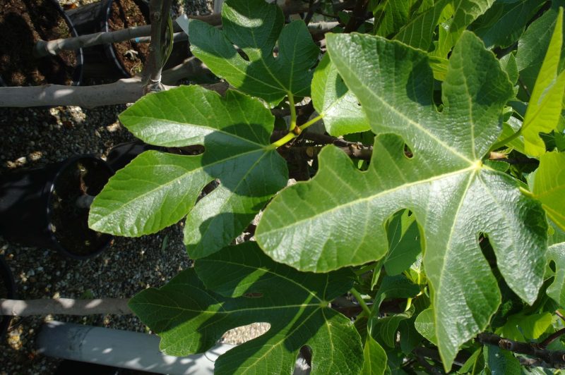 Ficus Carica struik
