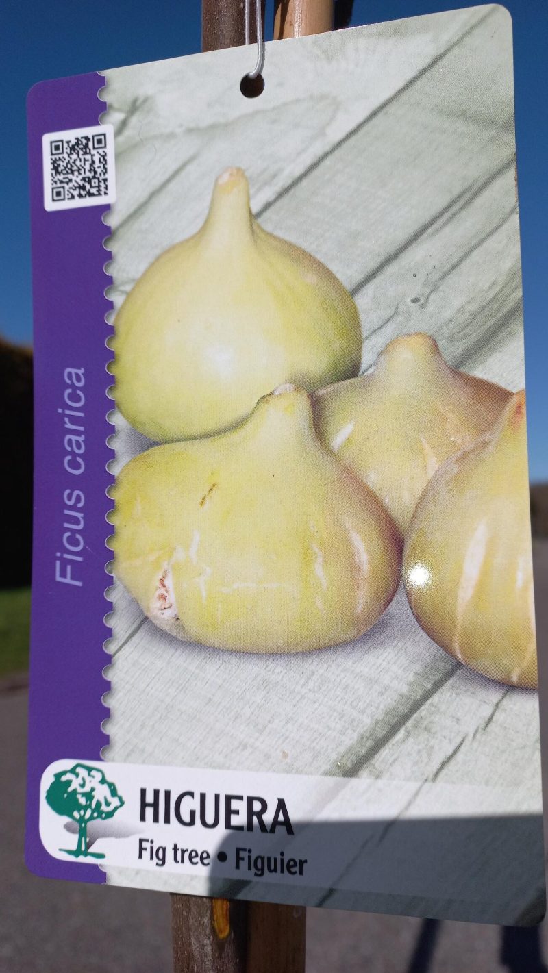 Ficus Carica 'Cuello de Dama blanco' - Afbeelding 5