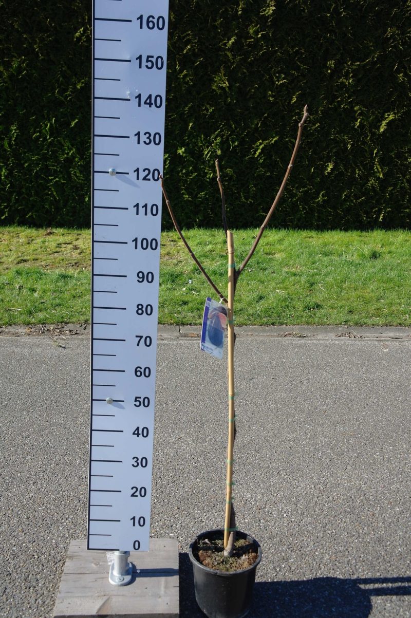 Ficus Carica 'Breva'