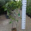 Ficus Carica 'Rouge de Bordeaux' op rek