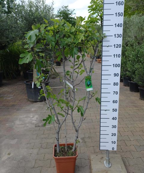 Ficus Carica 'Rouge de Bordeaux' op rek