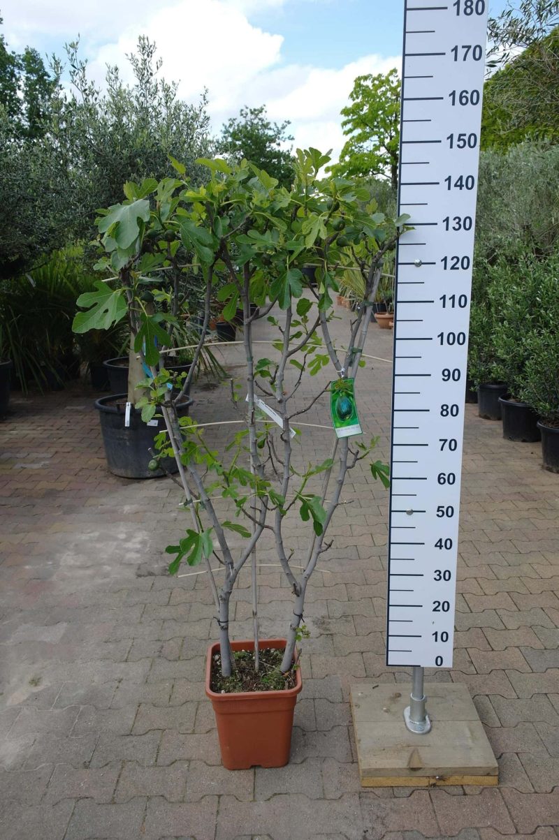 Ficus Carica 'Rouge de Bordeaux' op rek