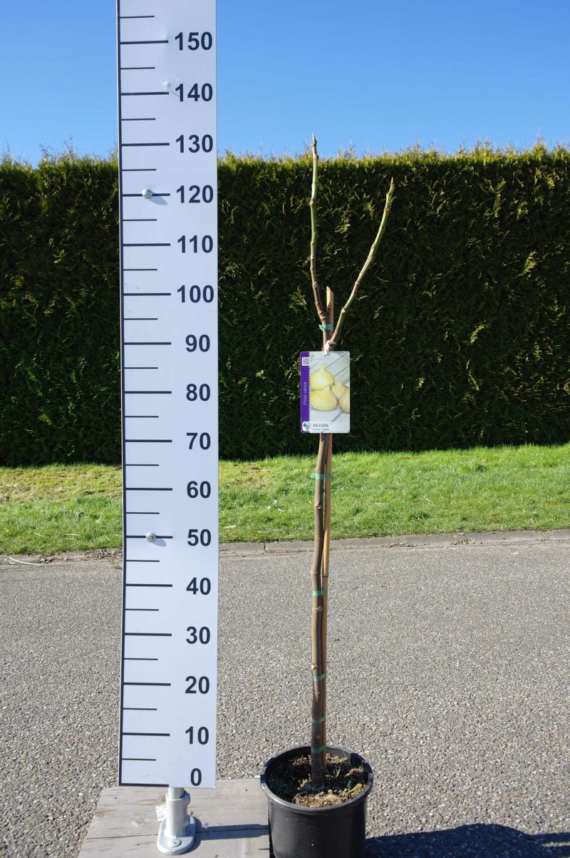 Ficus Carica 'Cuello de Dama blanco'
