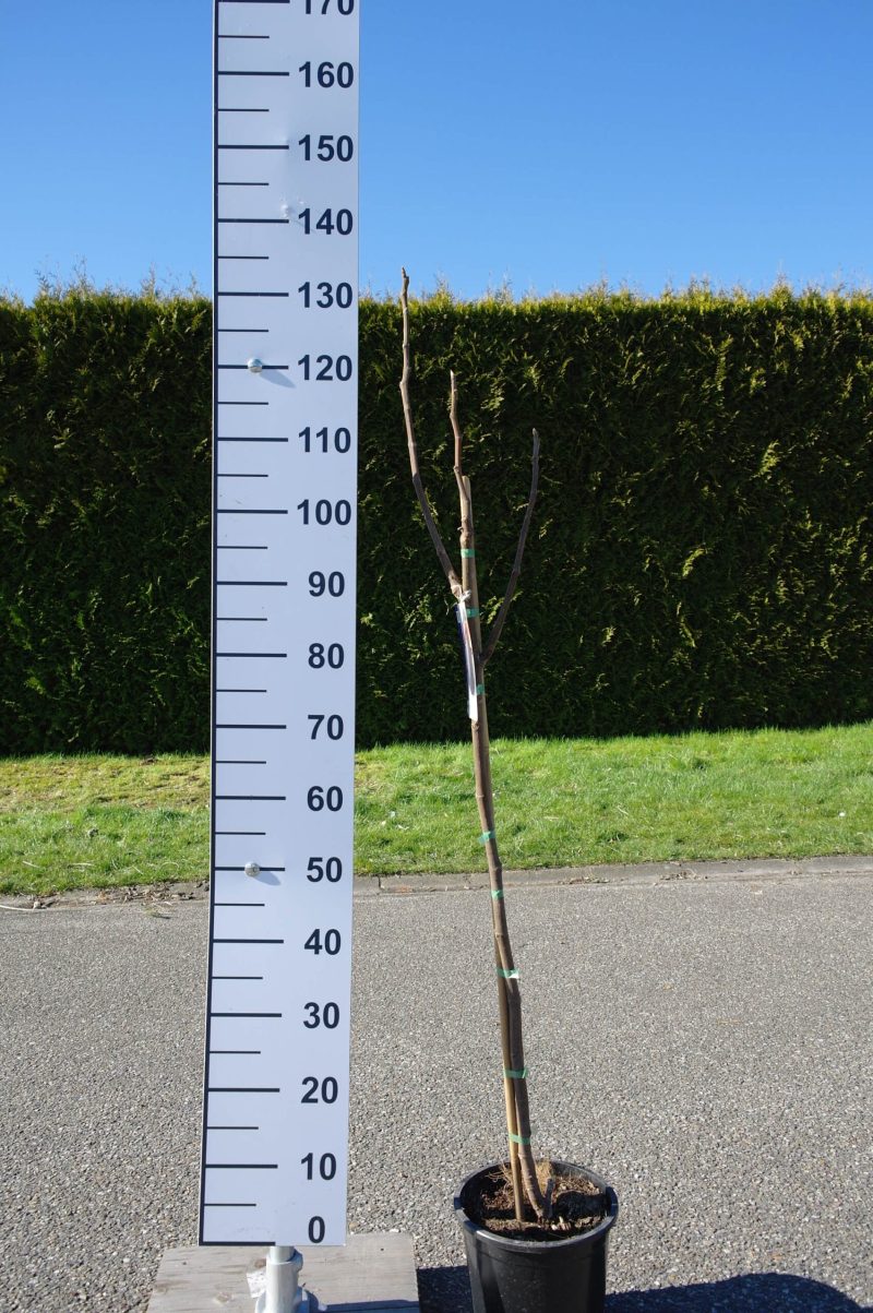 Ficus Carica 'Cuello de Dama negro'