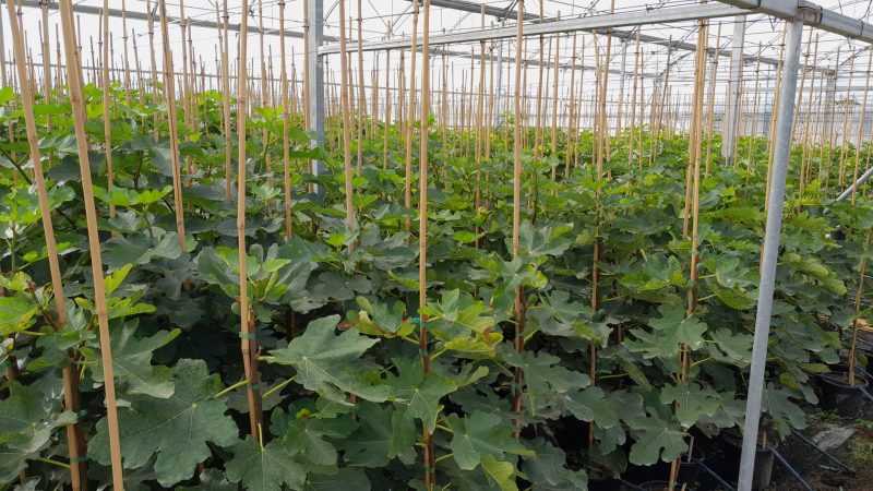 Ficus Carica 'Cuello de Dama blanco' - Afbeelding 2