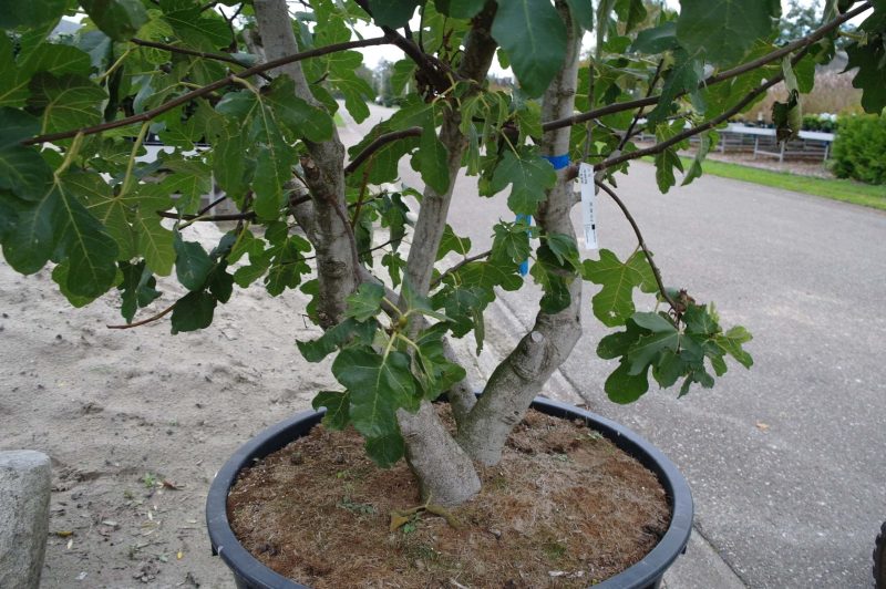Ficus Carica multistam - Afbeelding 4