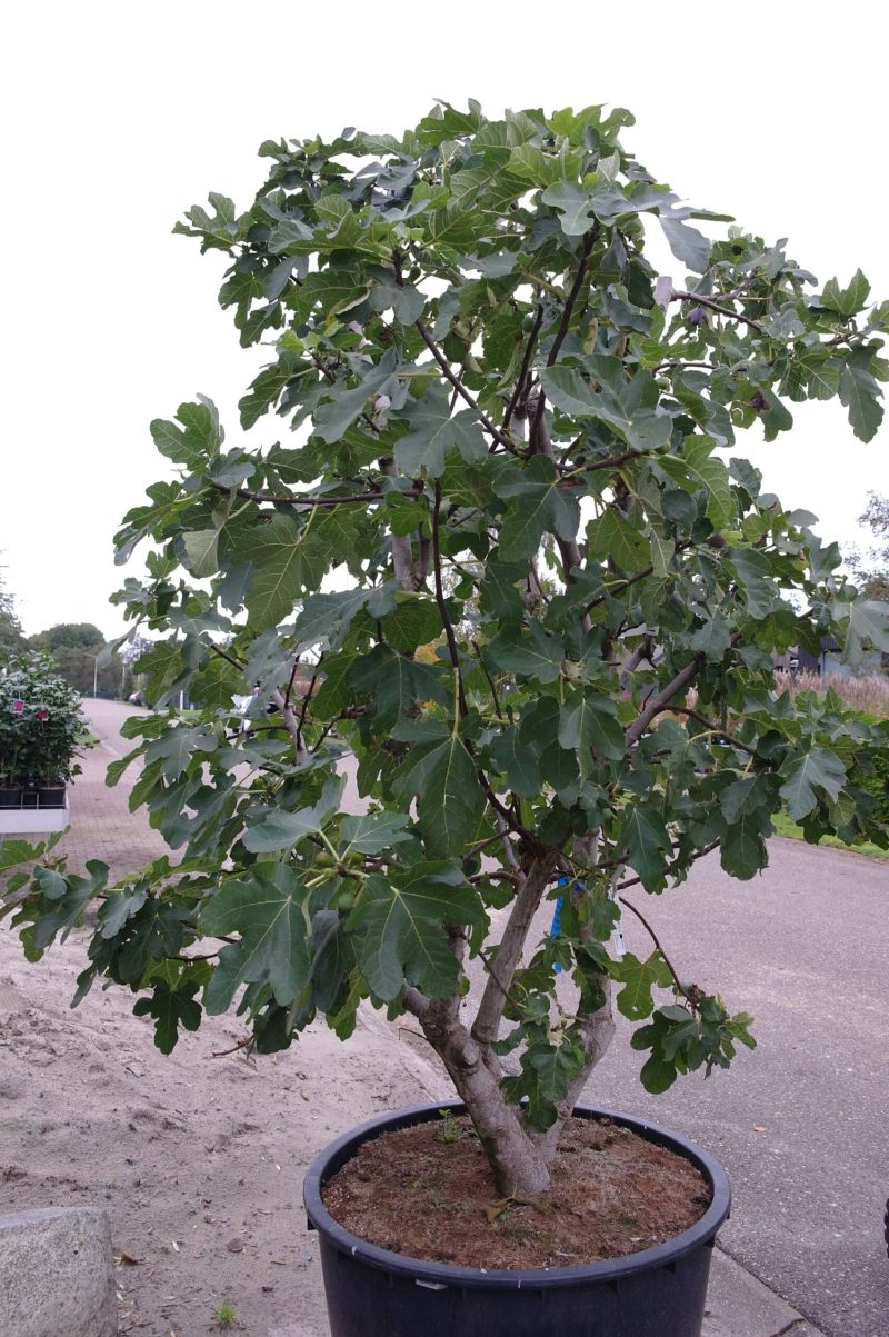 Ficus Carica multistam - Afbeelding 5