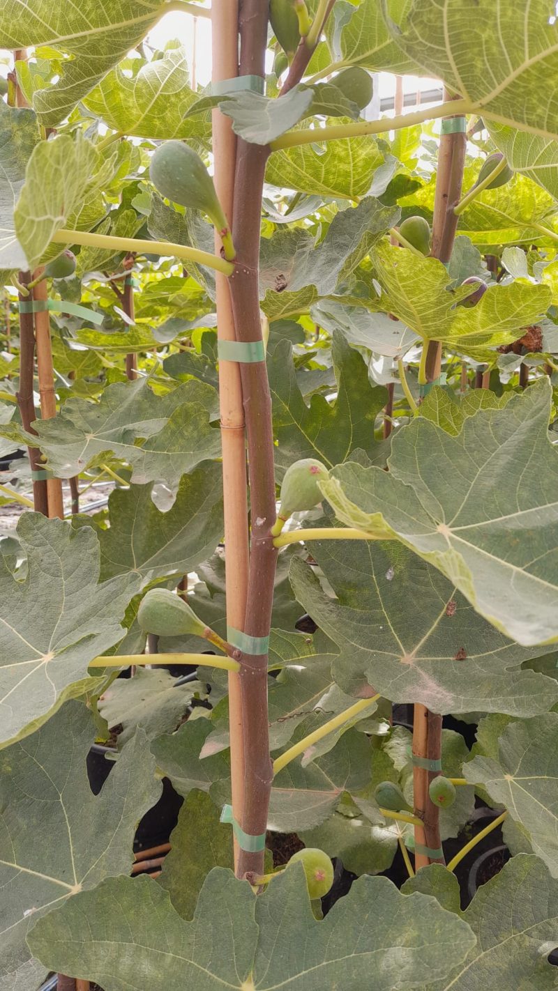 Ficus Carica 'Cuello de Dama blanco' - Afbeelding 4