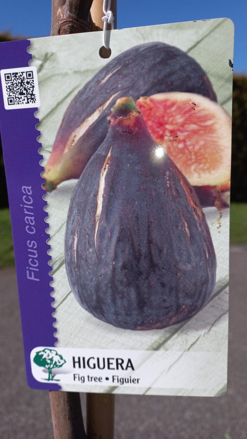 Ficus Carica 'Cuello de Dama negro' - Afbeelding 3