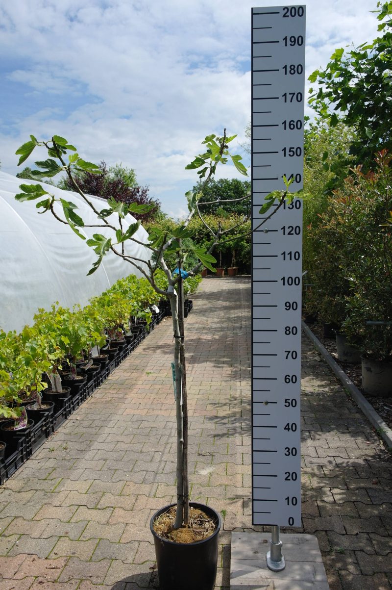 Ficus Carica 'Précoce De Dalmatie'