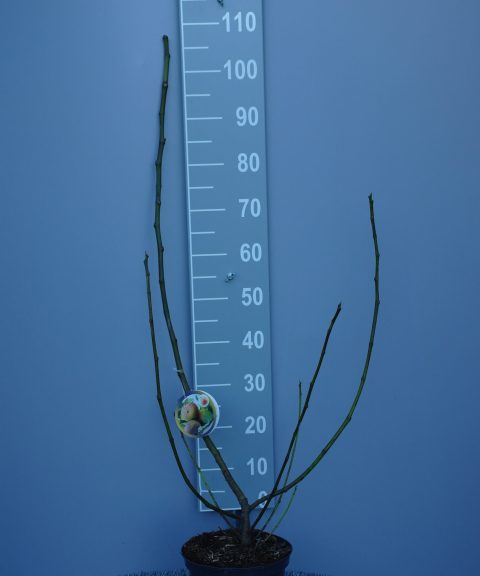 Ficus Carica 'Firoma'