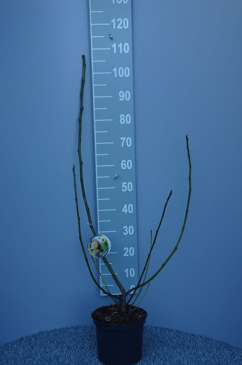 Ficus Carica 'Firoma'