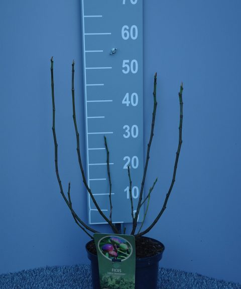 Ficus Carica 'Francesca'