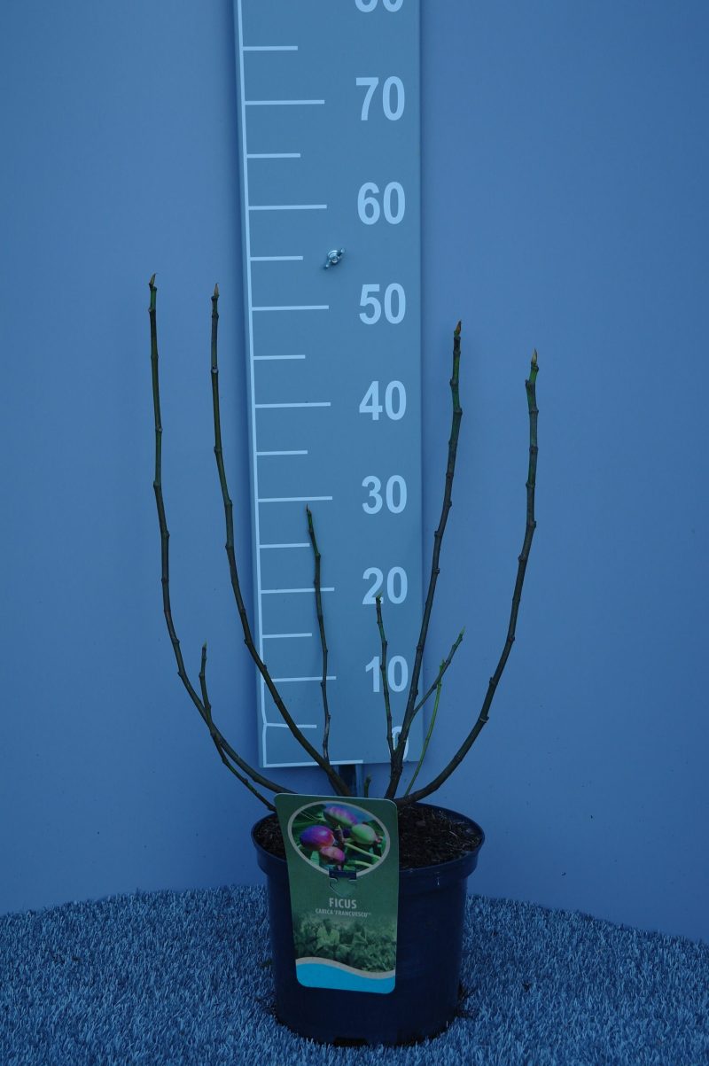 Ficus Carica 'Francesca'