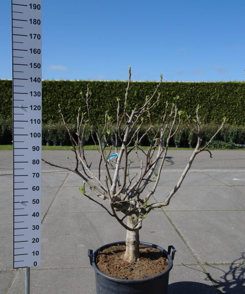 Ficus Carica 'Fiorone Bianco'