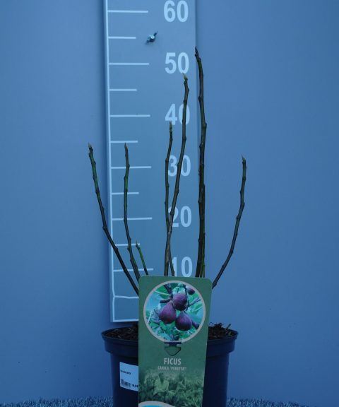 Ficus Carica 'Perretta'