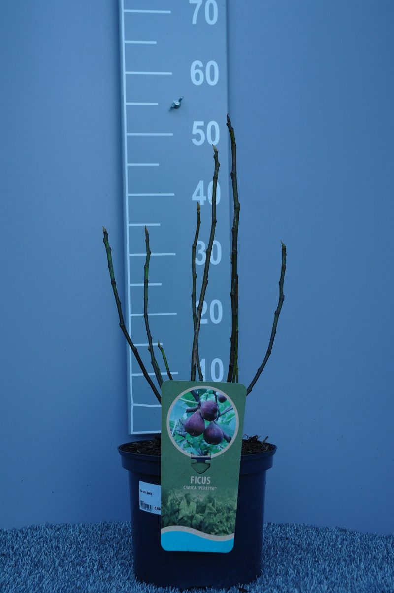 Ficus Carica 'Perretta'