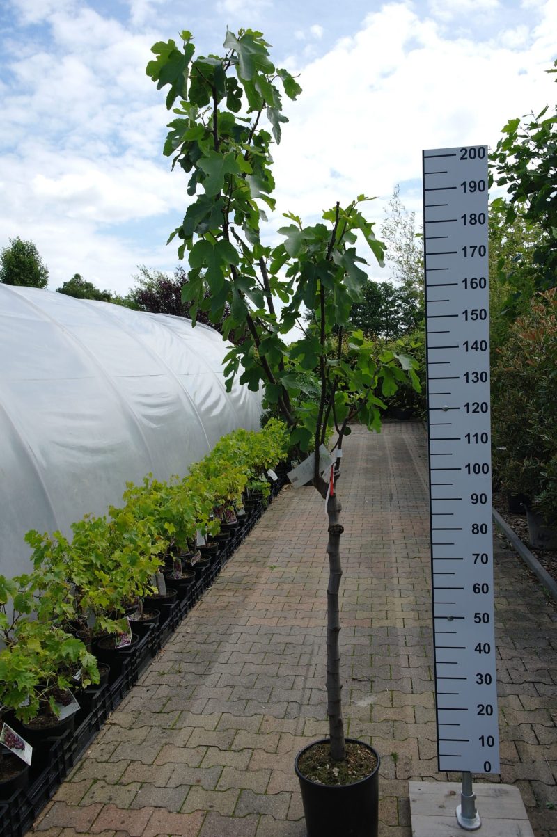 Ficus Carica 'Brown Turkey' op stam