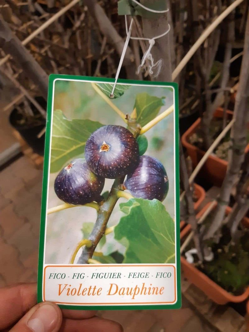 Ficus Carica 'Précoce De Dalmatie' - Afbeelding 2