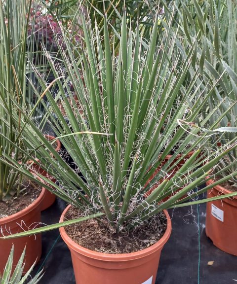 Yucca Filifera Australis