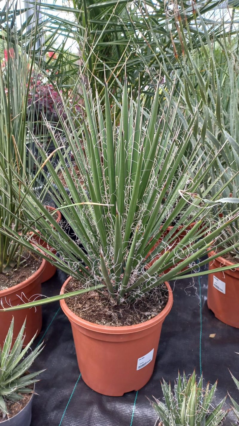Yucca Filifera Australis