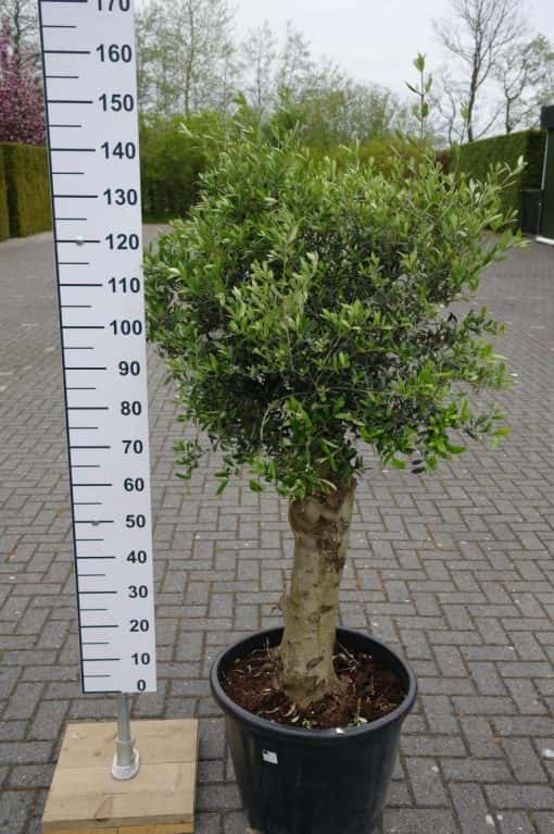 Olijfboom old skin in pot - Afbeelding 3