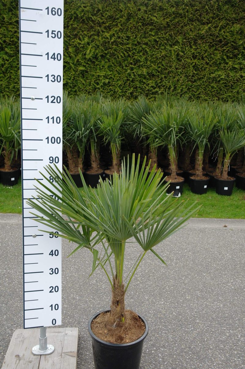 Palmboom Trachycarpus Fortunei stam 20-25 cm