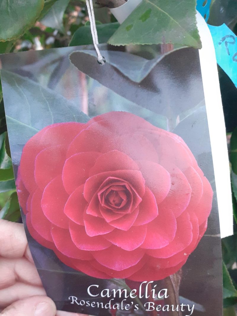 Camellia Japonica 'Rosedale's Beauty' multistam - Afbeelding 2