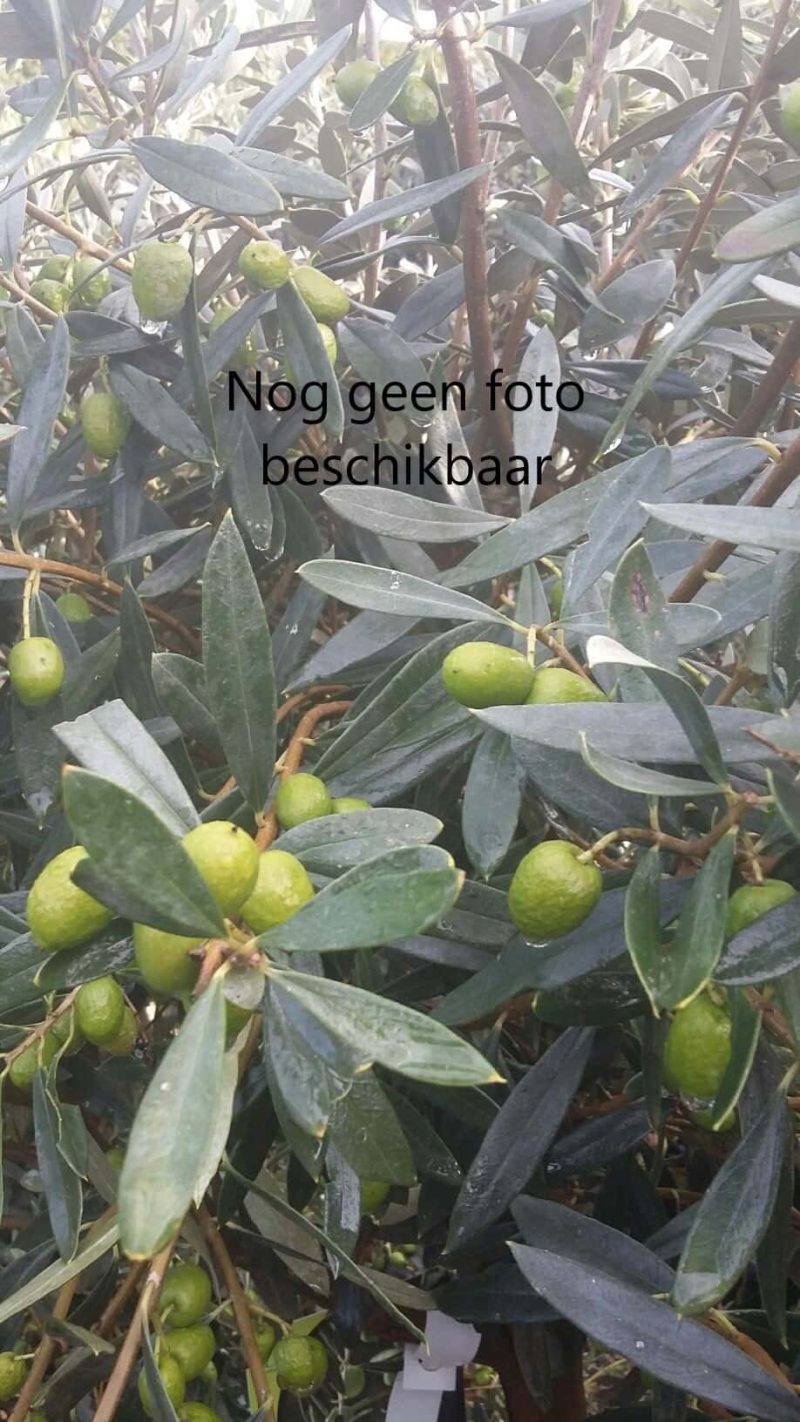 Nog geen product afbeelding beschikbaar