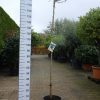 Ginkgo Biloba 'Mariken'