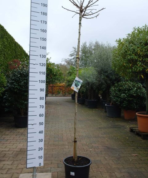 Ginkgo Biloba 'Mariken'
