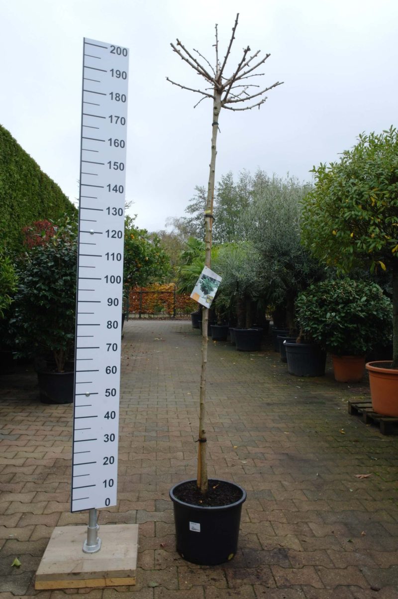 Ginkgo Biloba 'Mariken'