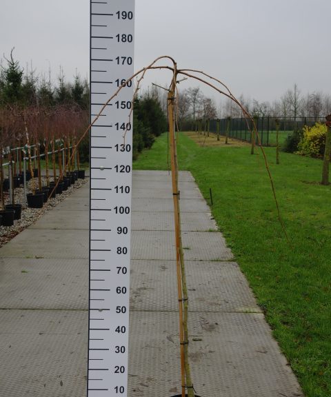 Ginkgo Biloba 'Pendula'