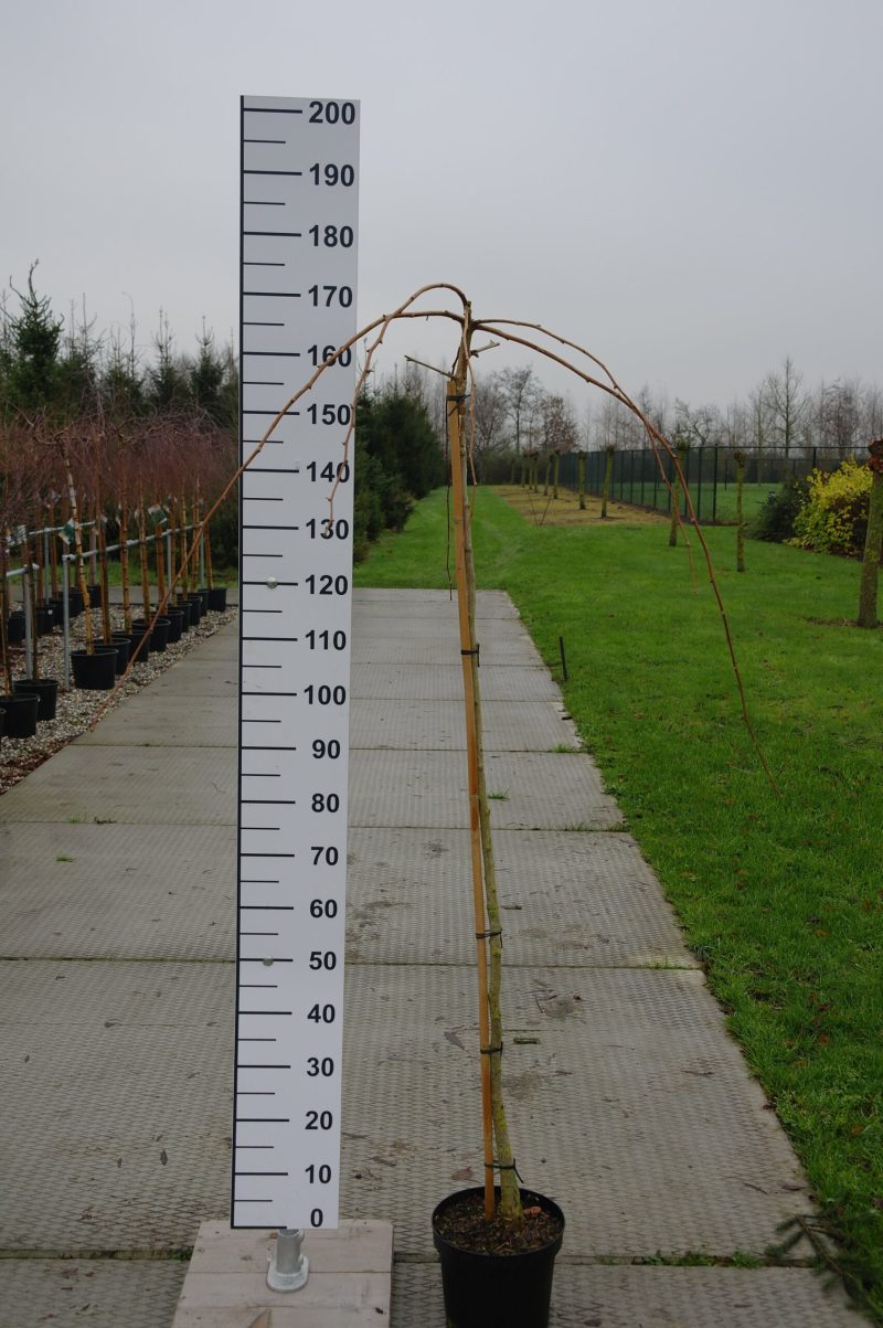 Ginkgo Biloba 'Pendula'